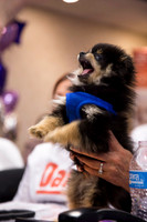 2017-03-10_Fur_Get_Me_Not_Telethon