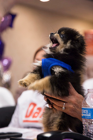 2017-03-10_Fur_Get_Me_Not_Telethon