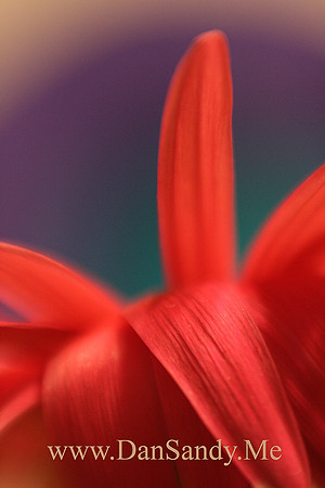 Tilt-shift macro shot