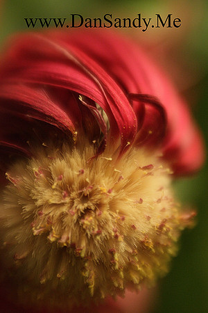 Tilt-shift macro shot