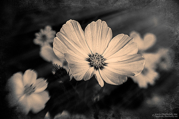 2016-05-21 - Did not Place - Year end competition - B&W Category - "Dark Flower"