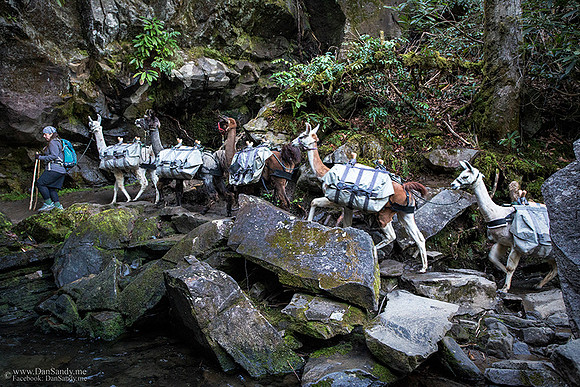 Llama train near Grotto Falls
