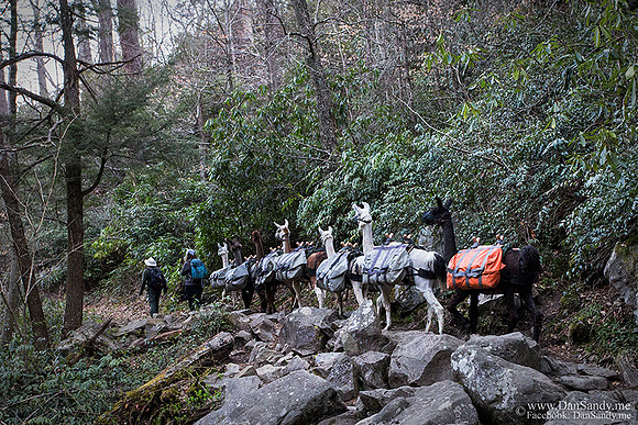 Llama train near Grotto Falls