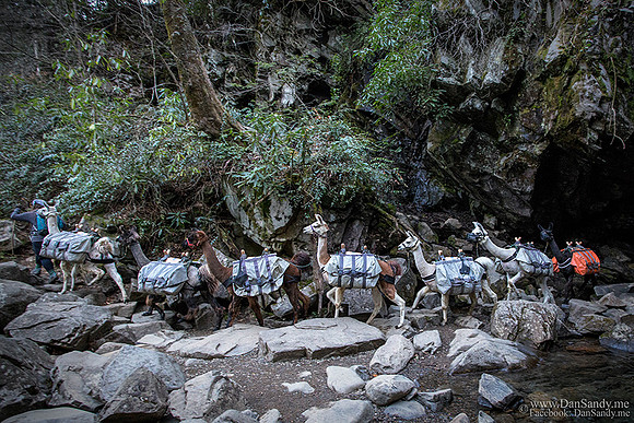 Llama train near Grotto Falls