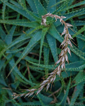 2017-02/03 - Did Not Place - Pictorial Competition - "Botanical Trist"