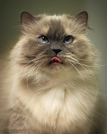 2016-05-21 - YEC - ​​"Cross-eyed kitty" - Did not place