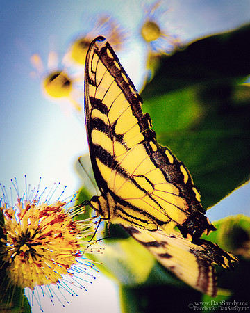 2016/03/19 - DNP - Pictorial competition - "Swallowtail Butterfly"