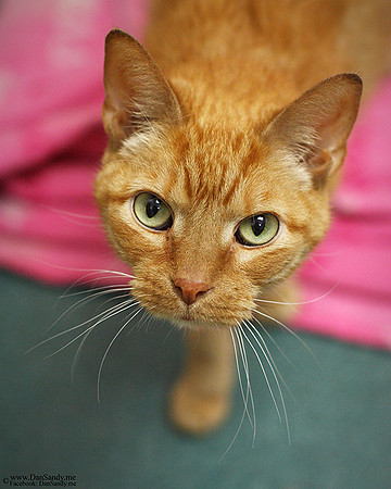 2016-01-08 - Honorable Mention - Pictorial Competition - "Orange Kitty"