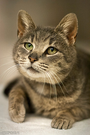 2015-09-25 - 2nd Place - Pictorial Competition - "Portrait of a shelter cat"