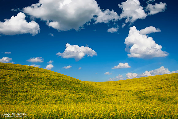 2017-09-22 - Did Not Place - Pictorial Competition - "Canola Field"
