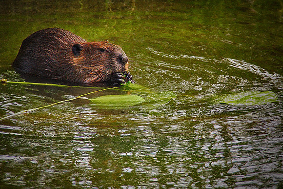 Beaver in Cuyahoga National Park