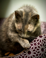 Cat Slideshow