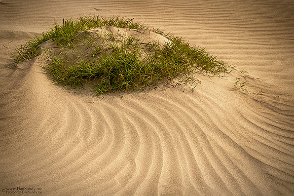2014-07-25 - Honorable Mention - CPS Nature Competition - "Grassy Knoll"
