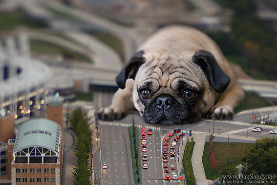 2014-11-21 - Honorable Mention - Creative Competition (Through processing) - "Awwwmagedon 2: Furry Traffic Jam"