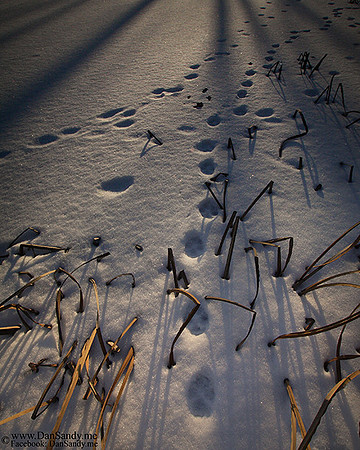 2014-09-12 - Pictorial Competition3rd Place - "Snowy Prints"