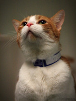 Cat Slideshow